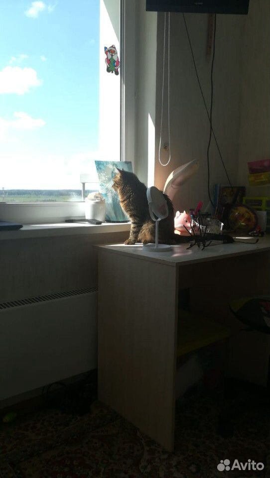 Кот, ищет кошечку на свидание купить на Зозу.ру - фотография № 3