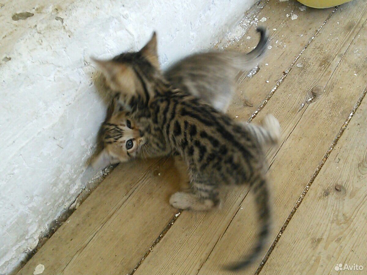 Бенгальские котята купить на Зозу.ру - фотография № 3