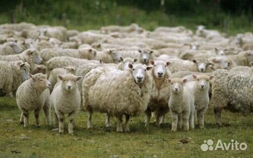 Скупаем овец крс купить на Зозу.ру - фотография № 1