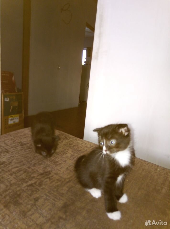 Котики: чёрный и чёрный с белыми лапками купить на Зозу.ру - фотография № 4