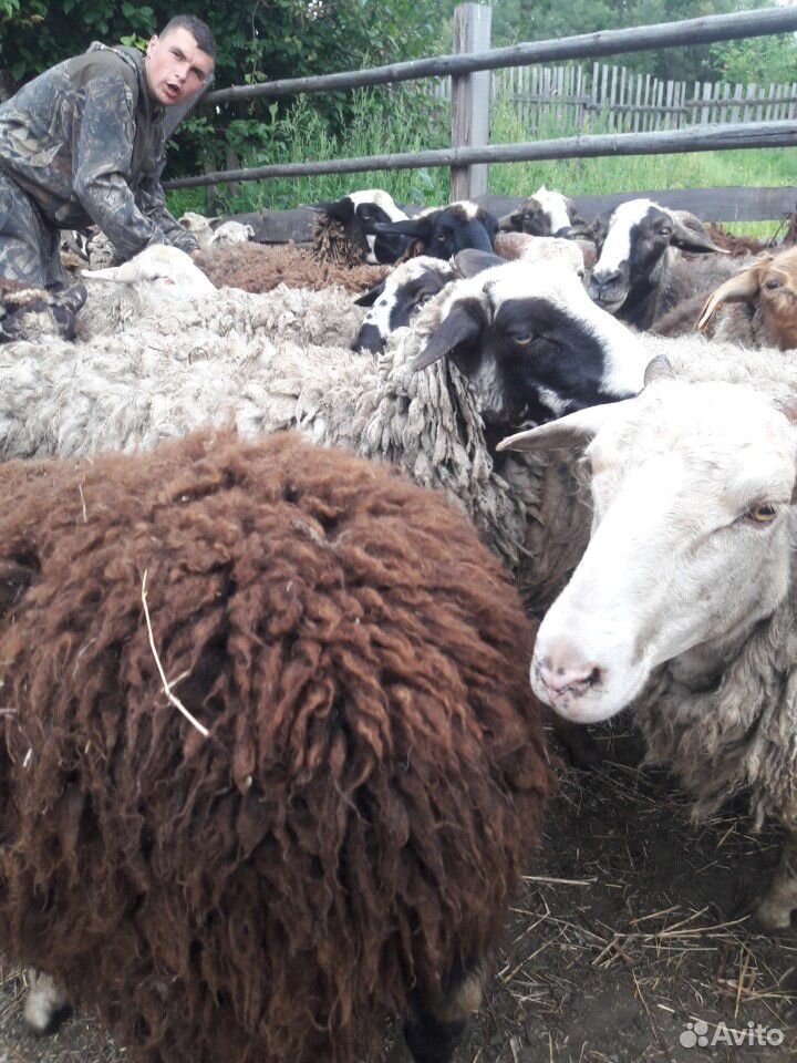 Продам овец. бараны купить на Зозу.ру - фотография № 1