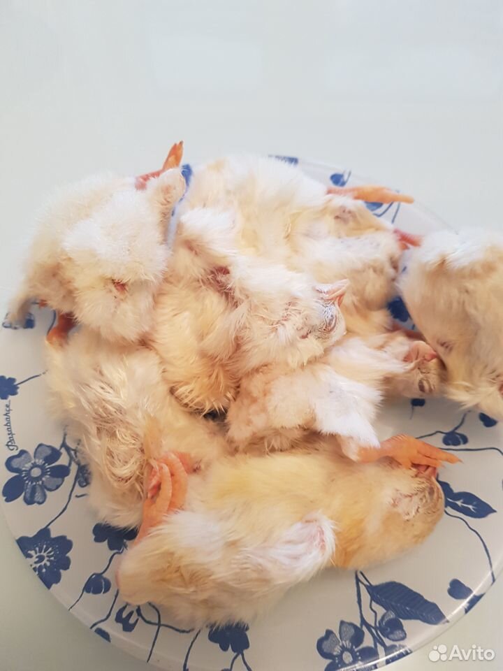 Суточные цыплятки на корм животным купить на Зозу.ру - фотография № 1