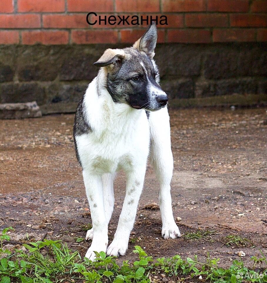 Собака в хорошие руки купить на Зозу.ру - фотография № 5