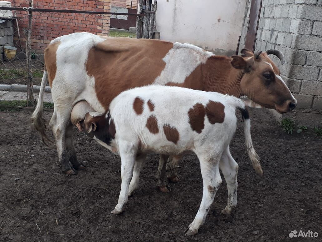 Корова+телёнок купить на Зозу.ру - фотография № 1