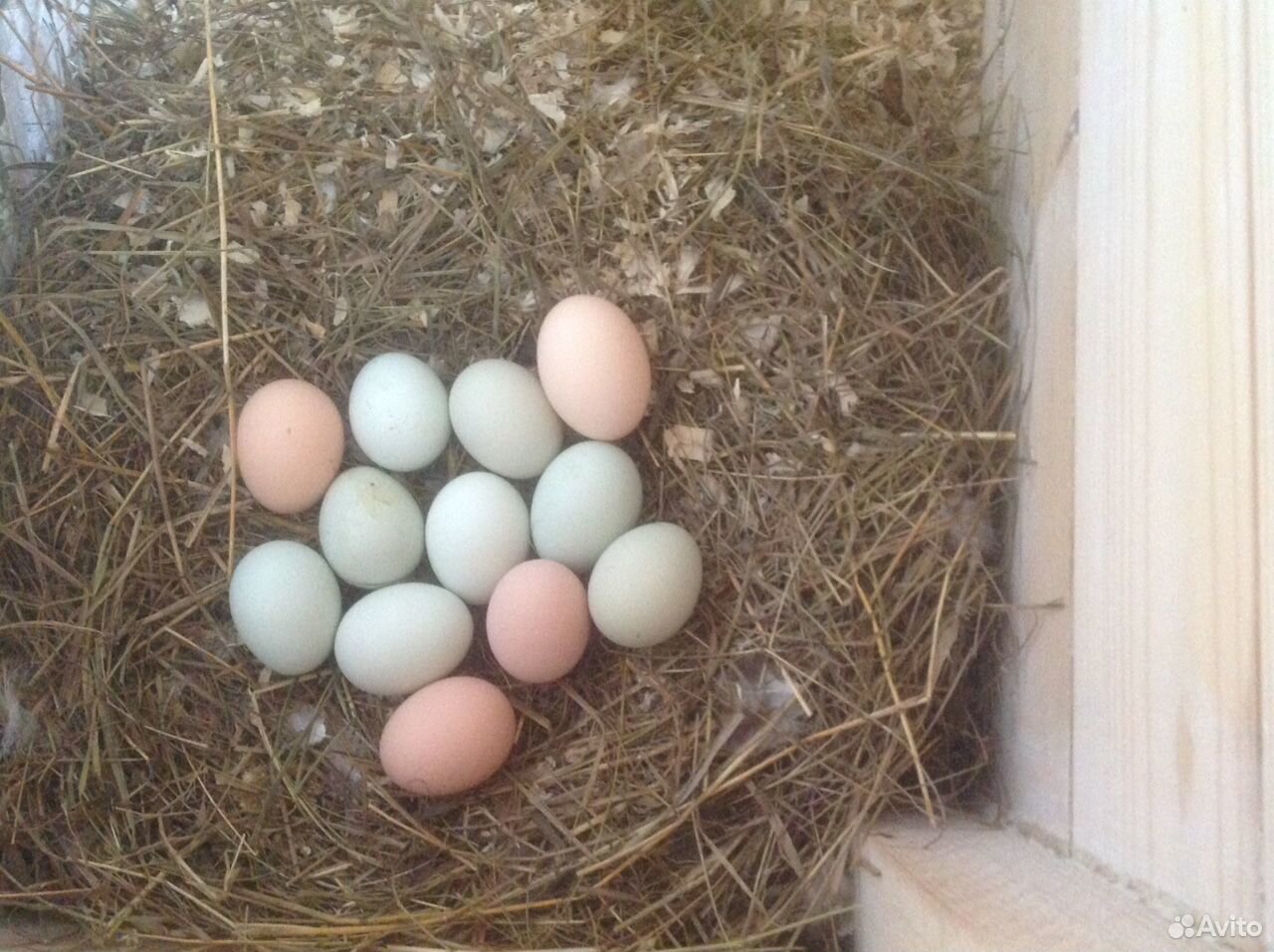 Фото кур несущих голубые яйца. Куры несут яйца в голубой скорлупе. Амеракаун. Птица которая несет голубые яйца. Амеракаун курицы.
