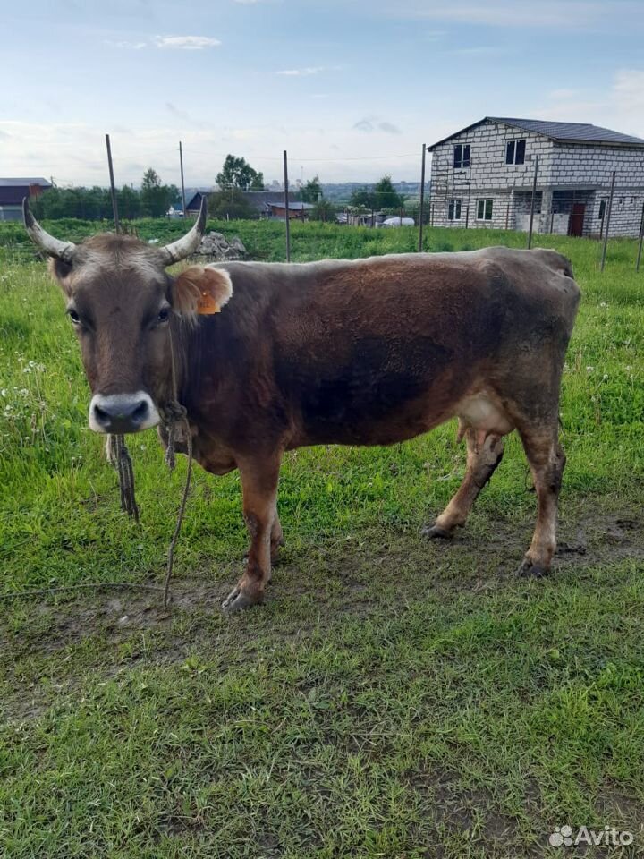 Продаётся корова и телки купить на Зозу.ру - фотография № 1
