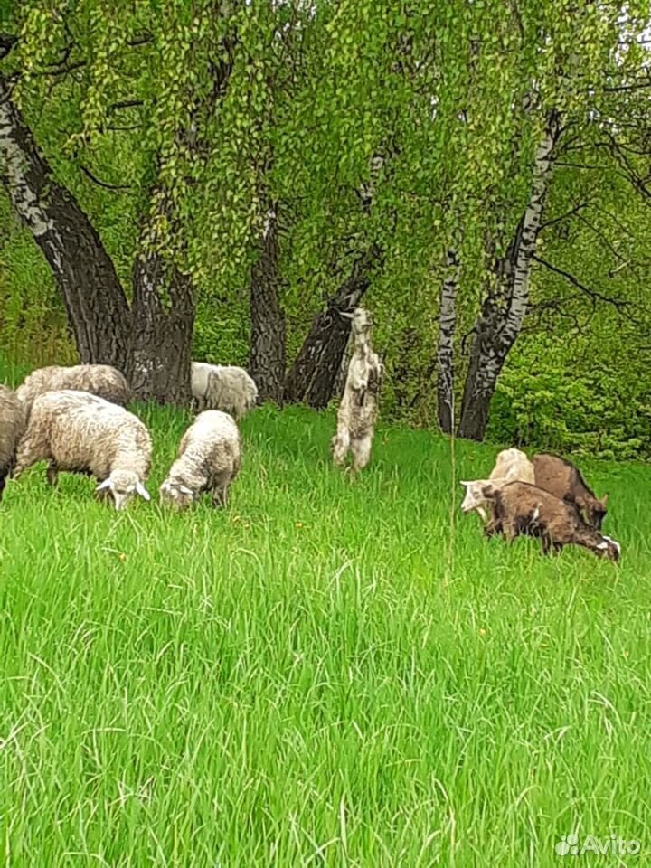 Овцы (Козы и кролики) купить на Зозу.ру - фотография № 1