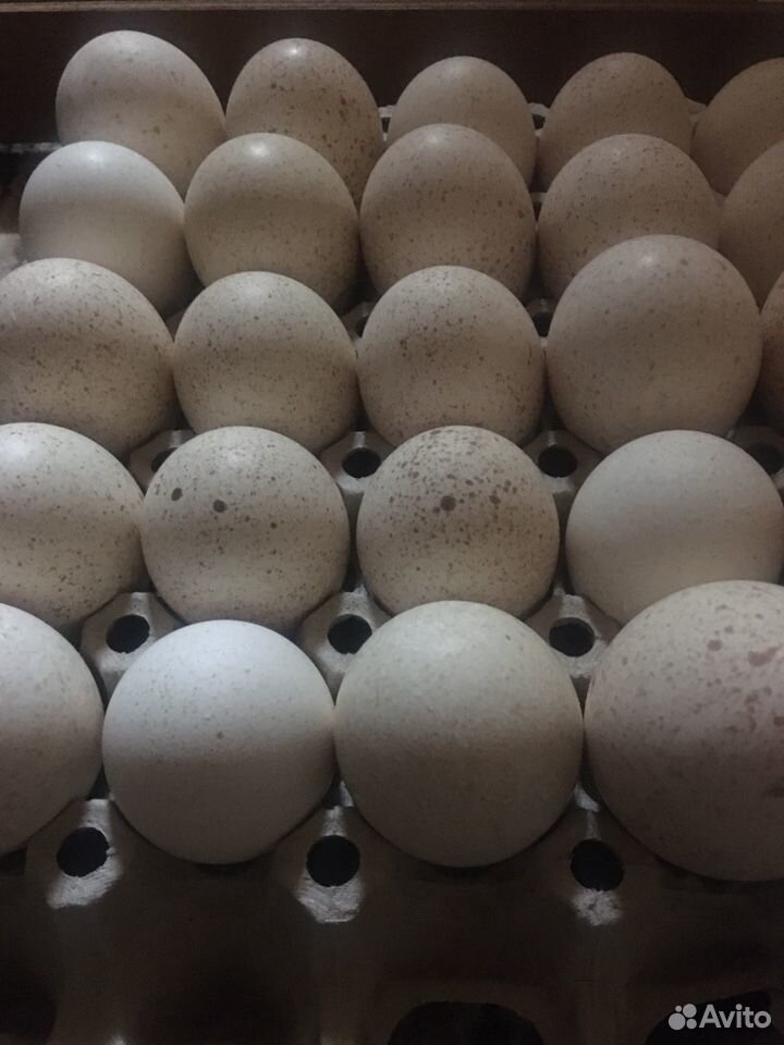 Инкубационное яйцо индюков купить на Зозу.ру - фотография № 2