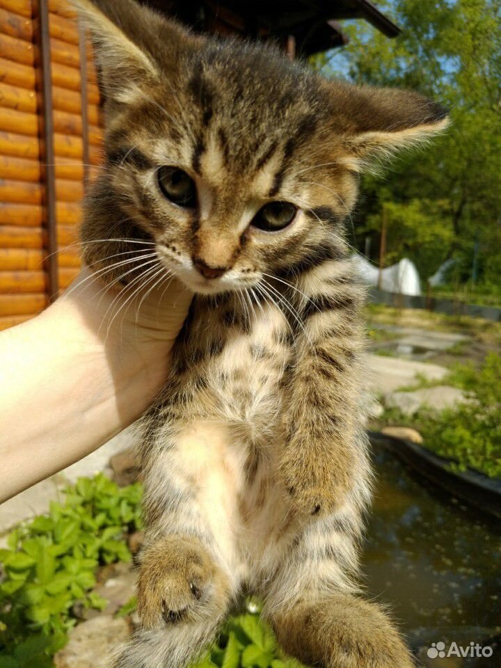 Котики в добрые руки купить на Зозу.ру - фотография № 4