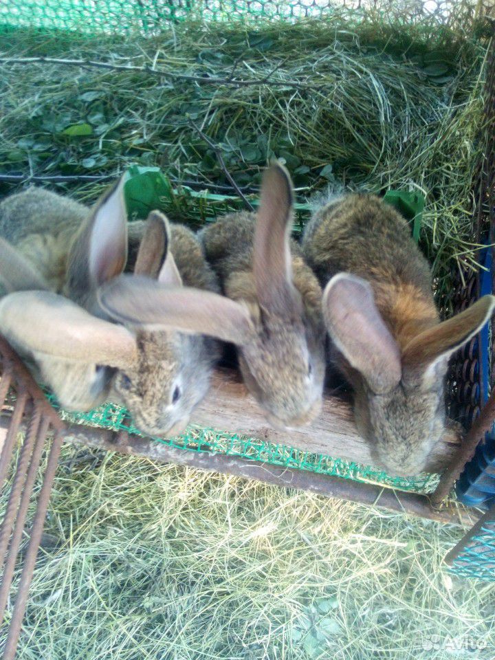 Крольчата(Крупных мясных пород купить на Зозу.ру - фотография № 6