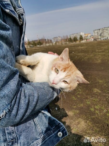 Кот кастрированный в добрые руки купить на Зозу.ру - фотография № 3