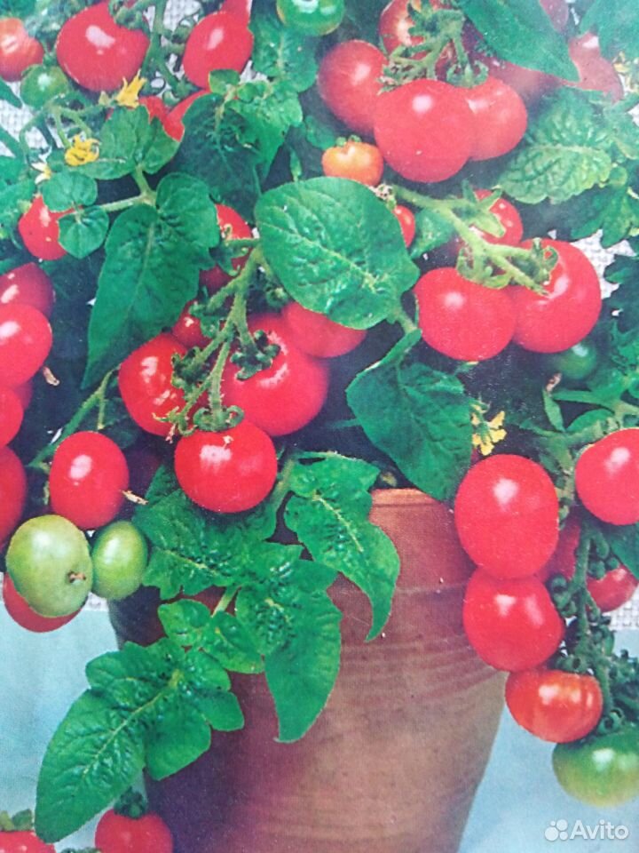 Балконные помидорки купить на Зозу.ру - фотография № 1