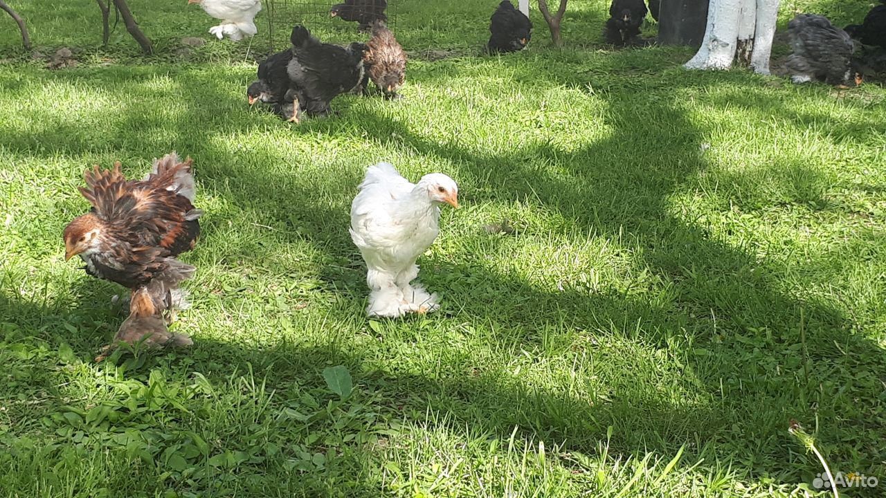 Цыплята Брама, инкубационные яйца купить на Зозу.ру - фотография № 4