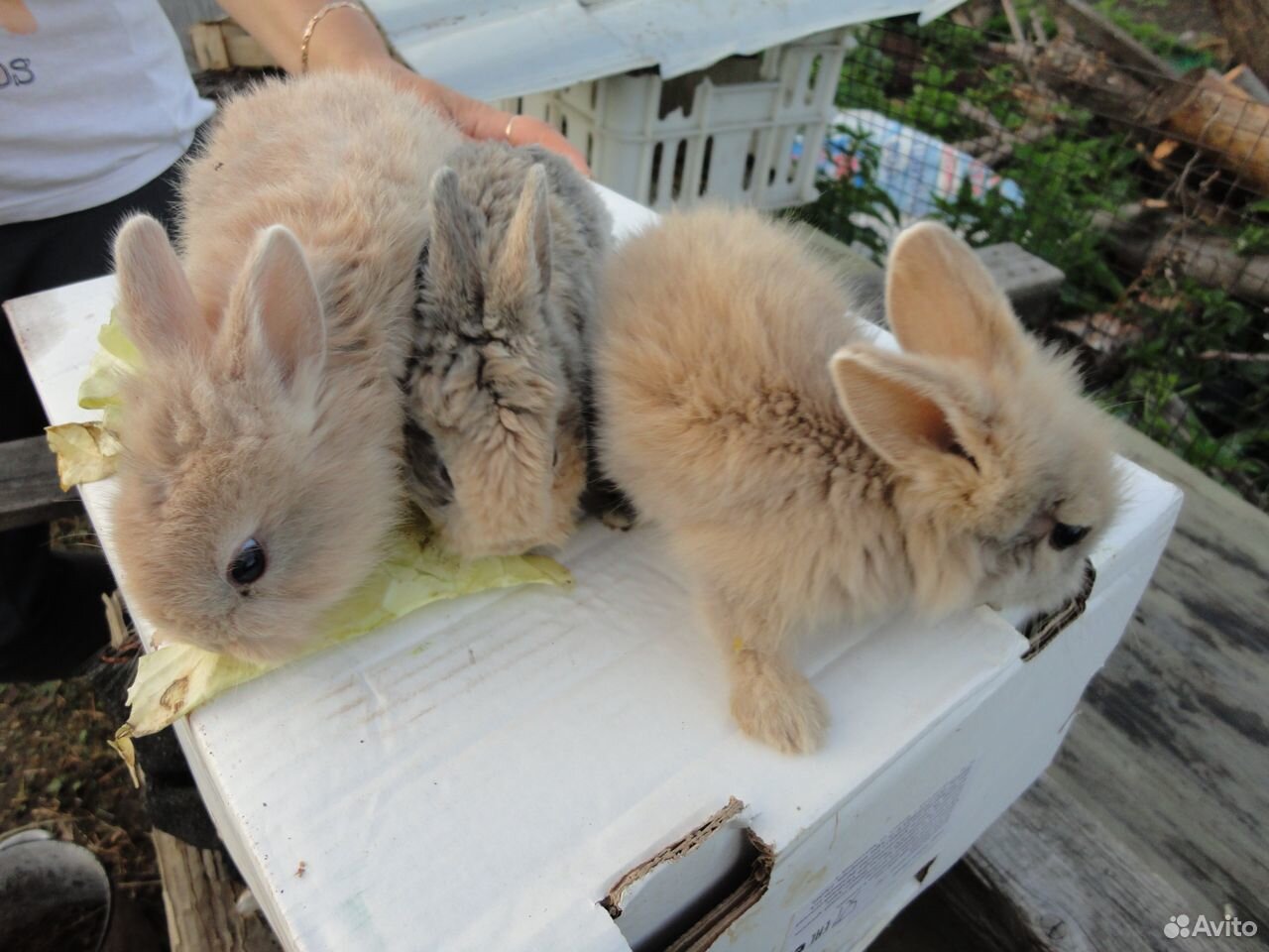 Декоративные кролики. Кролики фландр купить на Зозу.ру - фотография № 5