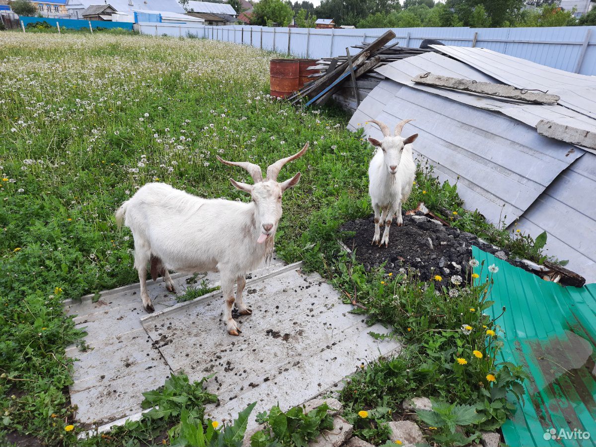 Пуховые козы купить на Зозу.ру - фотография № 2