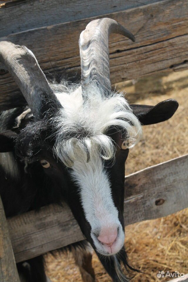 Молодая козочка,козлик,взрослый козел,дойная коза купить на Зозу.ру - фотография № 6
