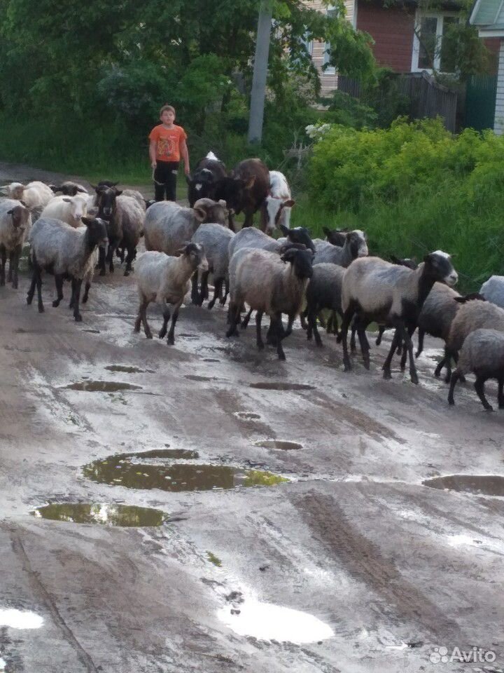 Сельхоз животные купить на Зозу.ру - фотография № 6