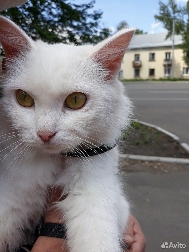Кошечка красавица купить на Зозу.ру - фотография № 2