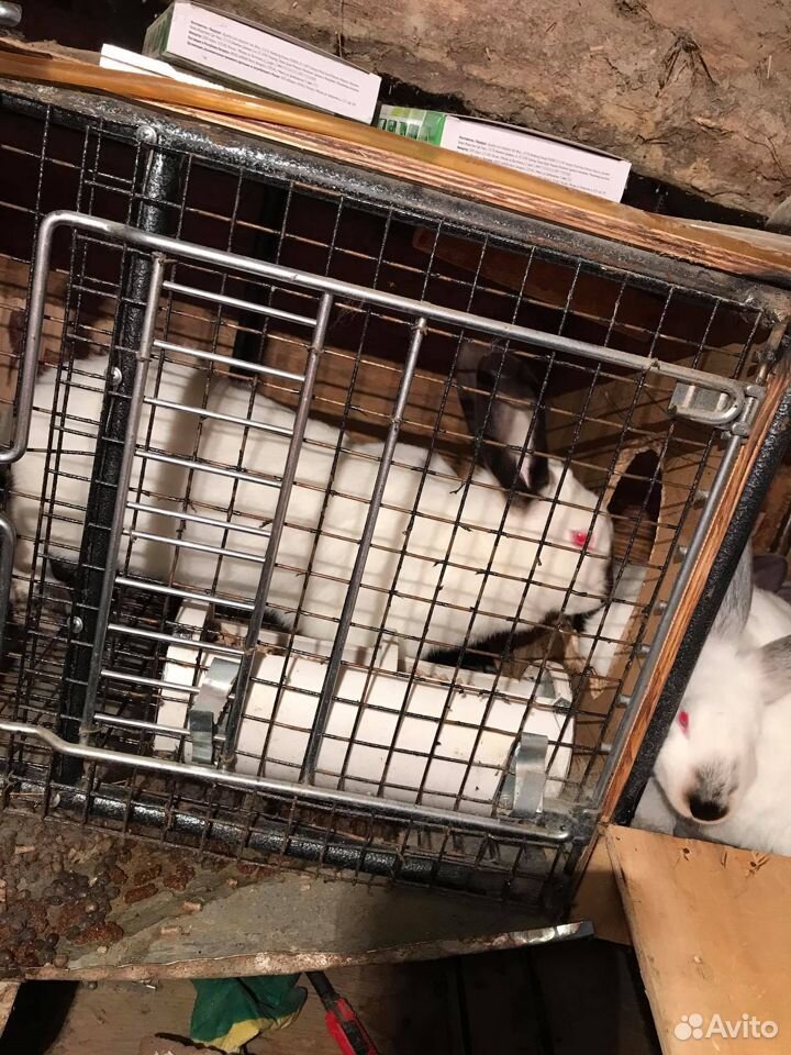 Продаются кролики,калифорнийцы чистая порода купить на Зозу.ру - фотография № 4