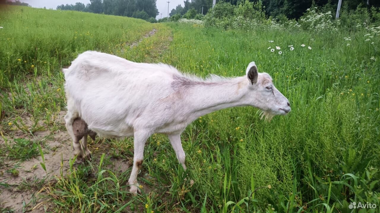 Альпийская коза 4литра купить на Зозу.ру - фотография № 1