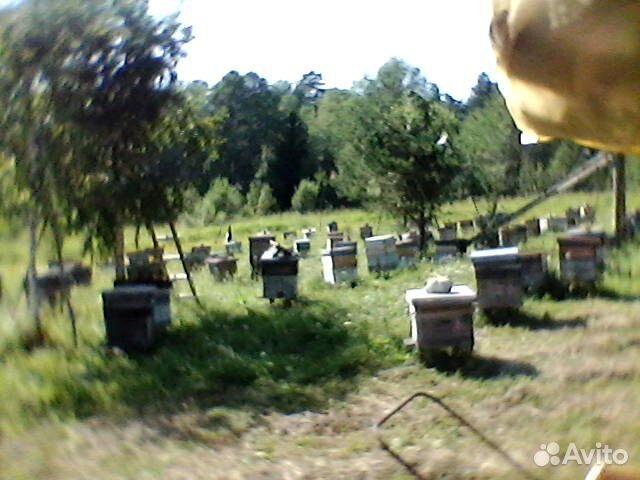 Отводки" пчелосемей. Пчелопакеты купить на Зозу.ру - фотография № 1