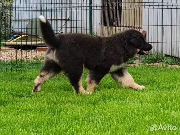 Предлагается щенок породы бурят-монгольская собака купить на Зозу.ру - фотография № 1