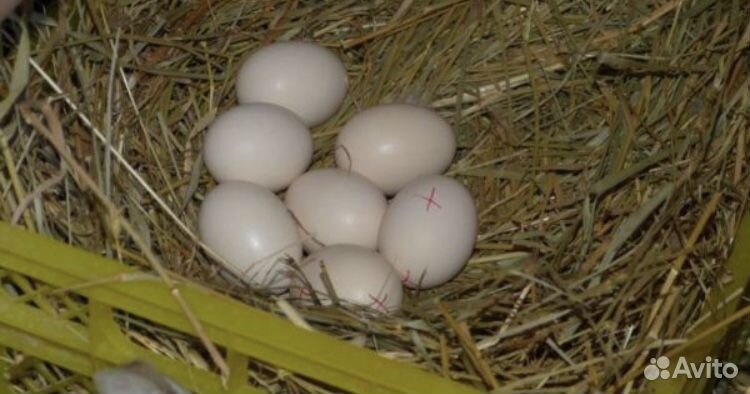 Яйца инкубационное купить на Зозу.ру - фотография № 1