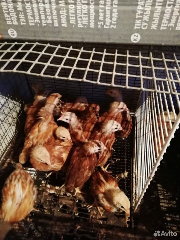 Цыплята домашние купить на Зозу.ру - фотография № 5
