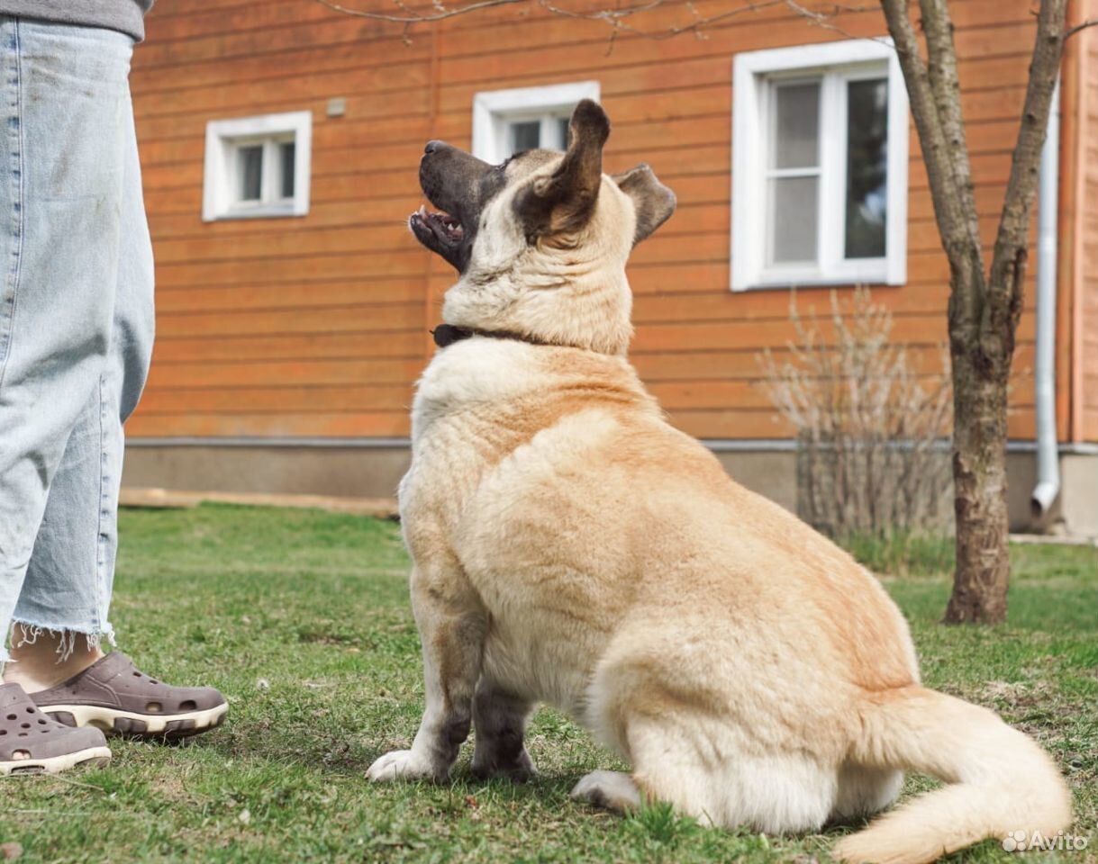 Бусина собака в добрые руки купить на Зозу.ру - фотография № 3