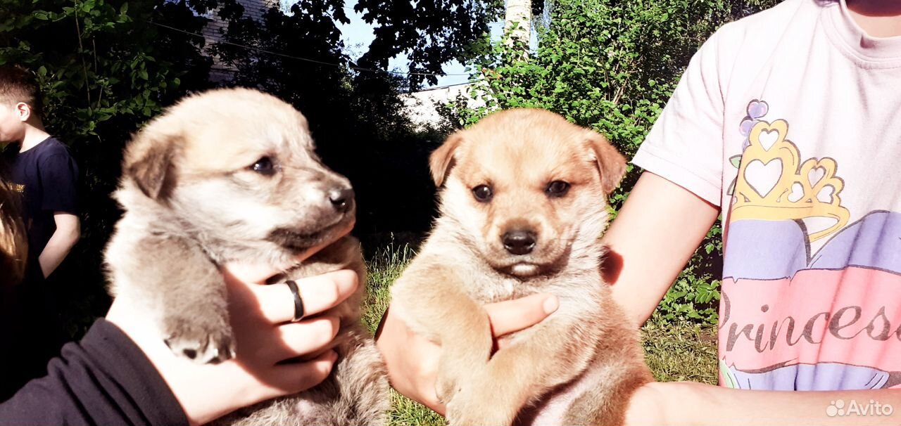 Продаю 2 щенят, 2 девочки. 2,5 месяца назад родили купить на Зозу.ру - фотография № 1