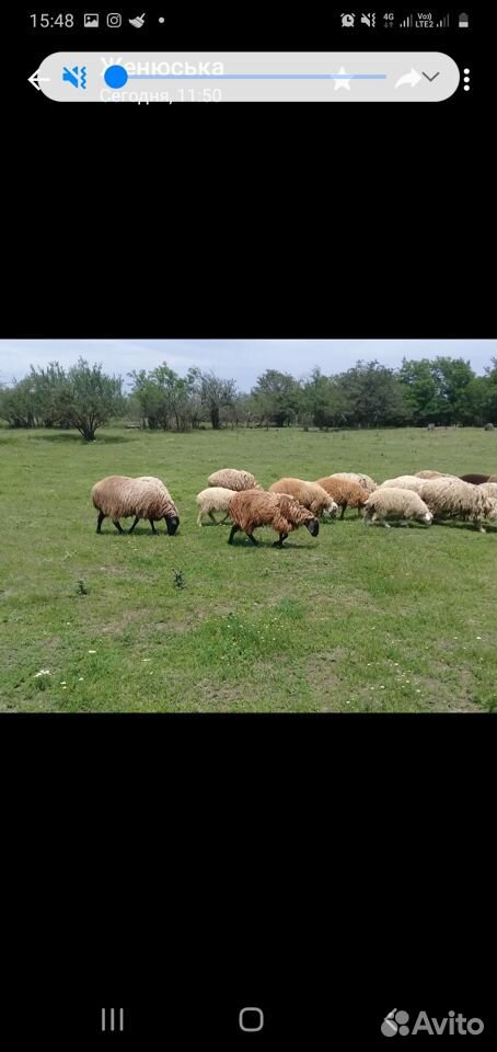 Продаются овцы купить на Зозу.ру - фотография № 5
