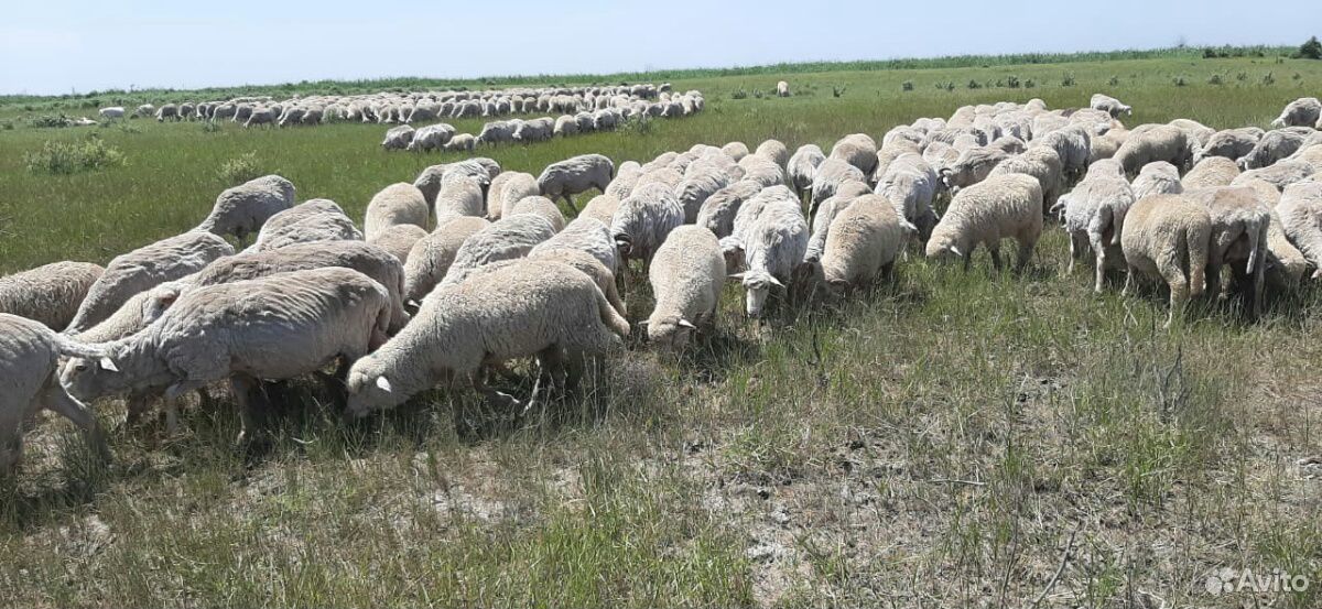 Овцы с зимними ягнятами купить на Зозу.ру - фотография № 3