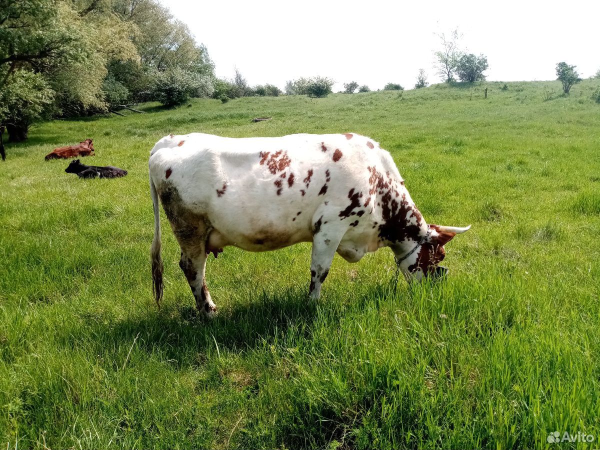 Корова, тёлочка и теленок купить на Зозу.ру - фотография № 3
