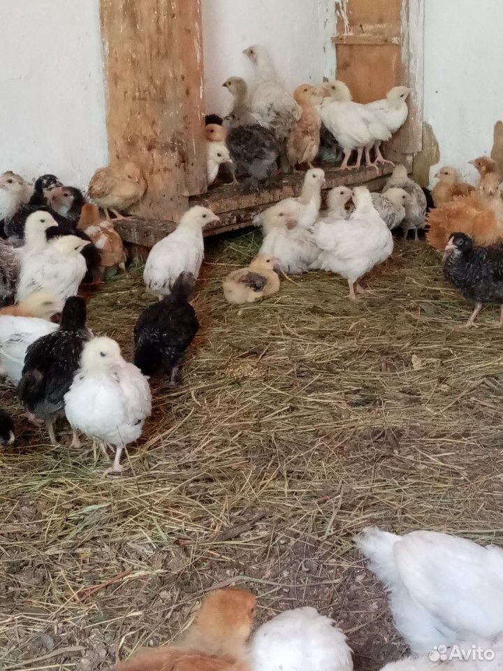 Продаются подрощенные цыплята купить на Зозу.ру - фотография № 2