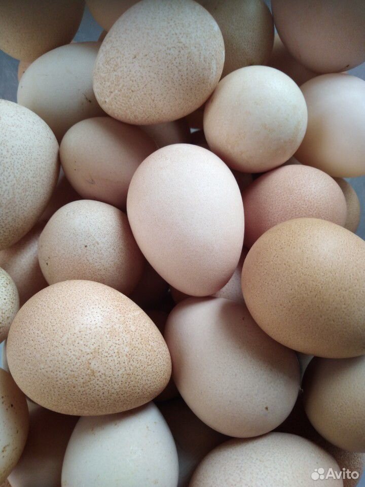 Домашние яйца цесарки купить на Зозу.ру - фотография № 4