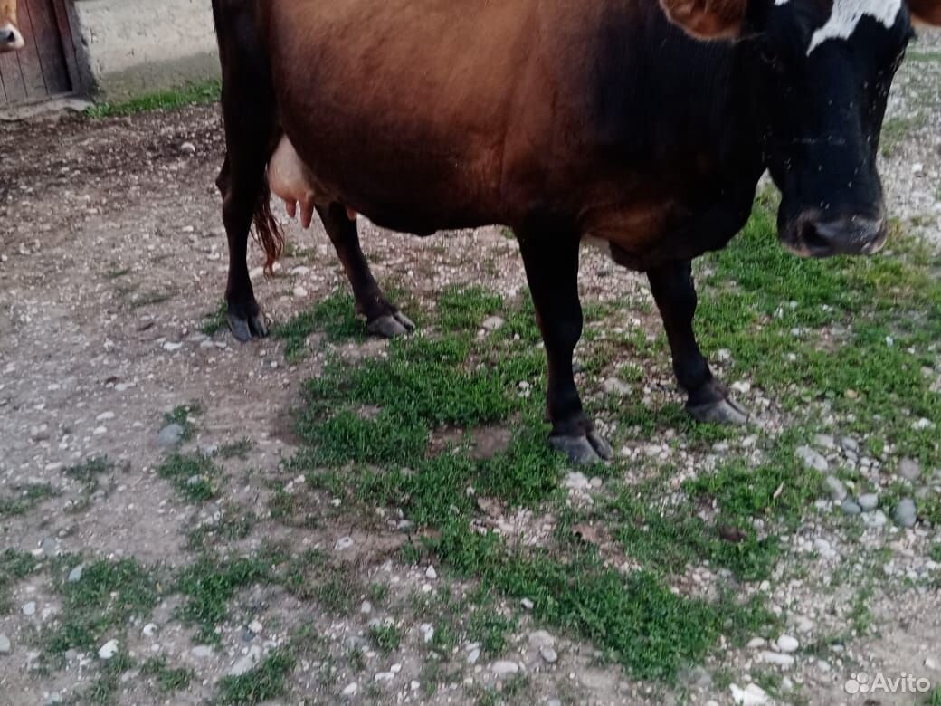 Корова дойная,с теленком дает 12литров молока купить на Зозу.ру - фотография № 3