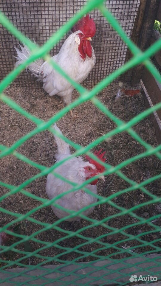 Цыплята леггорн белый,петух купить на Зозу.ру - фотография № 2