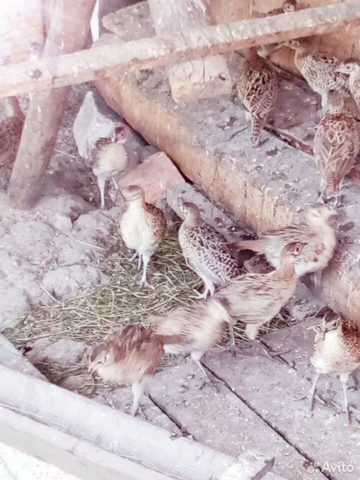 Цыплята кавказских фазанов купить на Зозу.ру - фотография № 5
