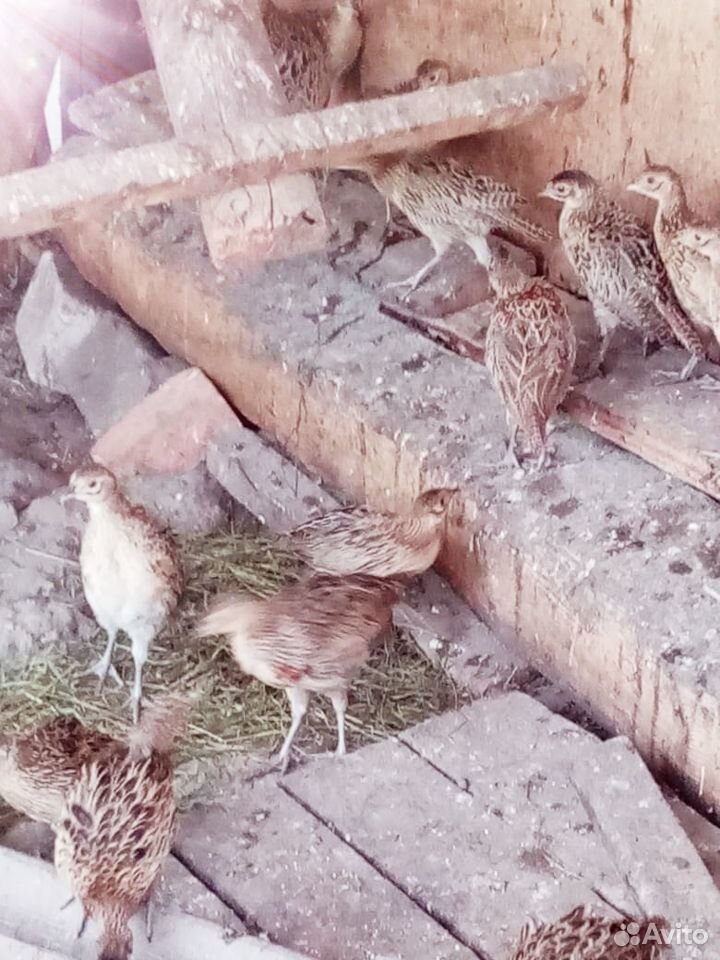 Цыплята кавказских фазанов купить на Зозу.ру - фотография № 6