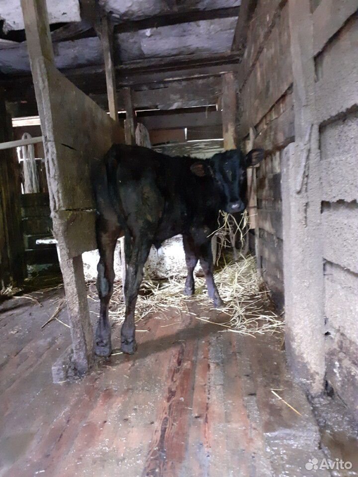 Корова бычки купить на Зозу.ру - фотография № 2
