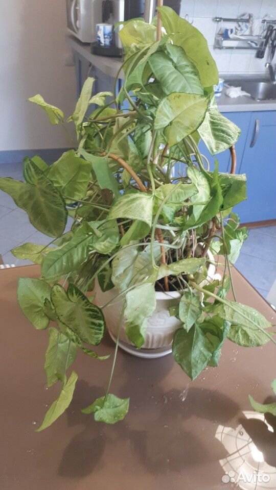 Комнатное растение Сингониум с горшком купить на Зозу.ру - фотография № 2