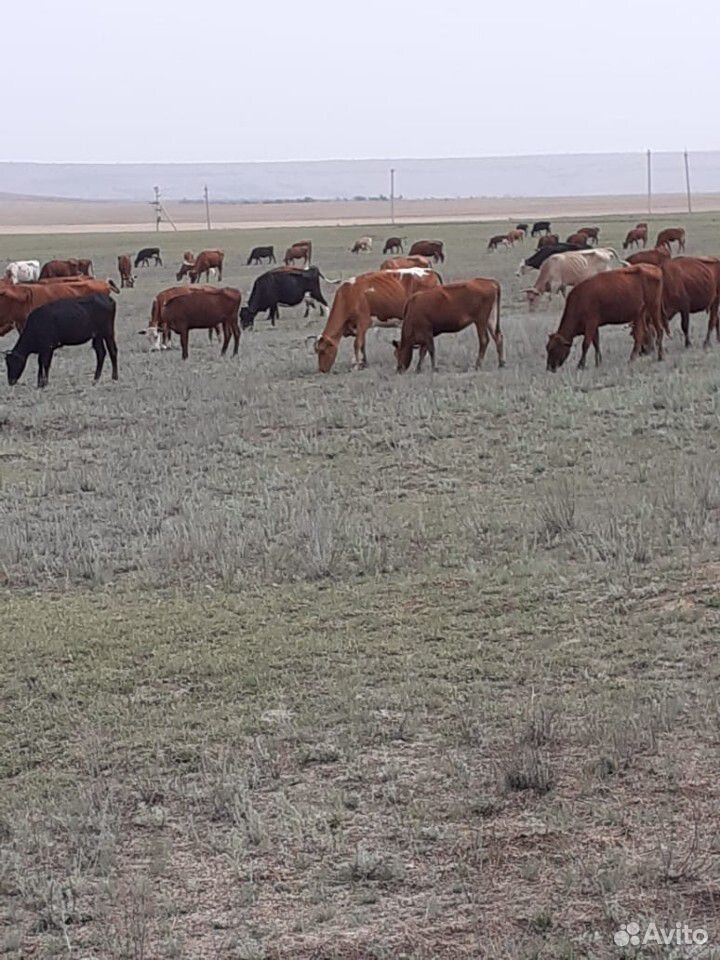Коровы, бычки купить на Зозу.ру - фотография № 2