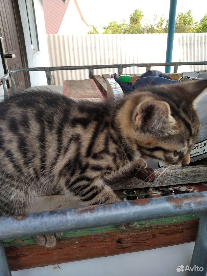 Бенгалка кошка купить на Зозу.ру - фотография № 4