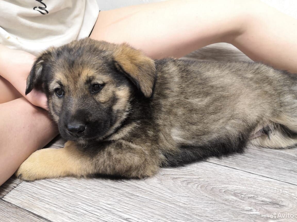Собака 3-4 месяцев купить на Зозу.ру - фотография № 1
