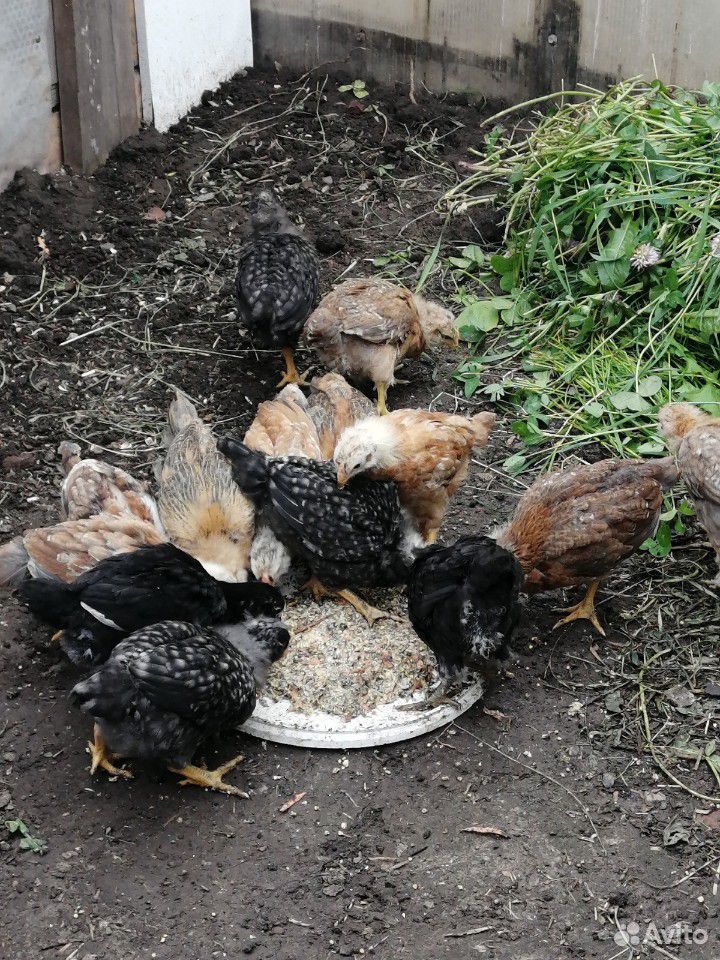 Цыплята разных пород купить на Зозу.ру - фотография № 8