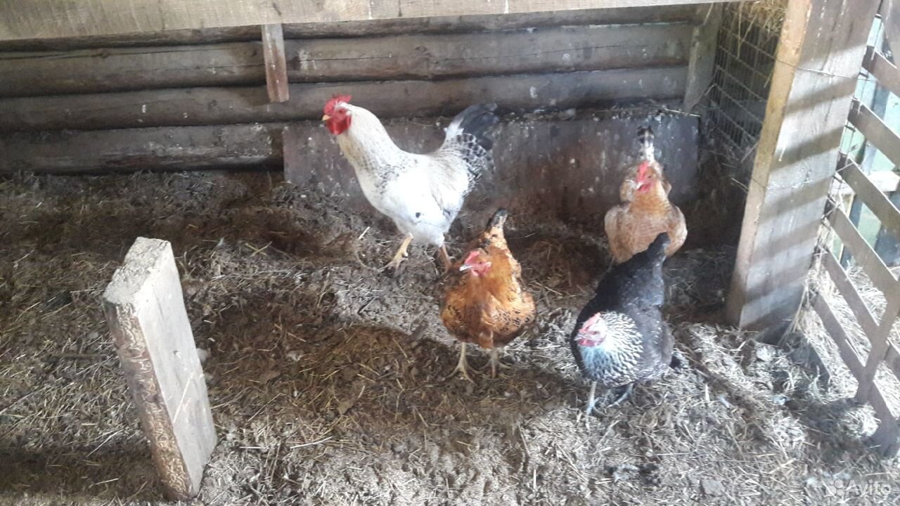 Инкубационное яйцо, цыплята, кур несушек купить на Зозу.ру - фотография № 1