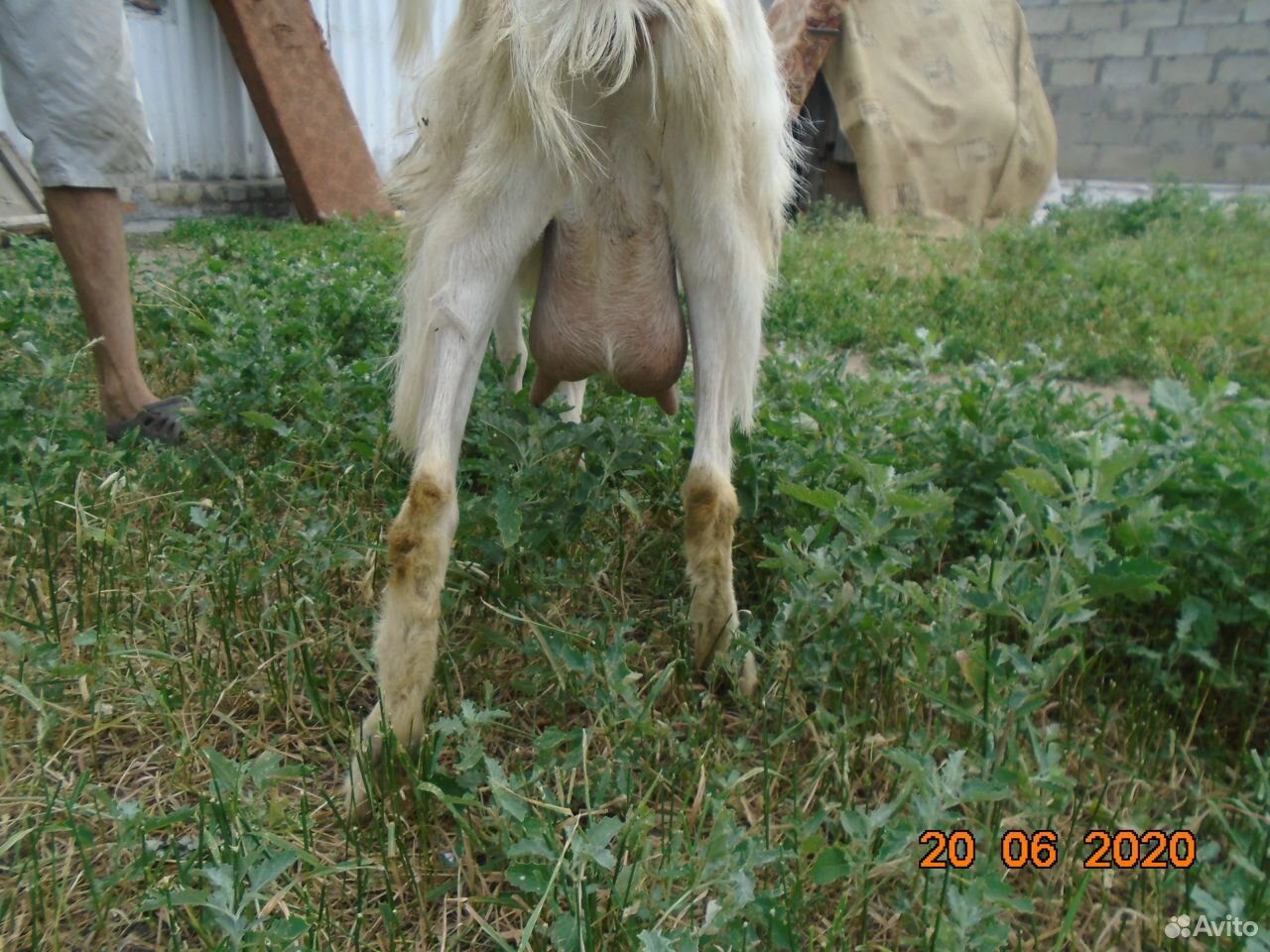 Продам козу дойной породы купить на Зозу.ру - фотография № 5