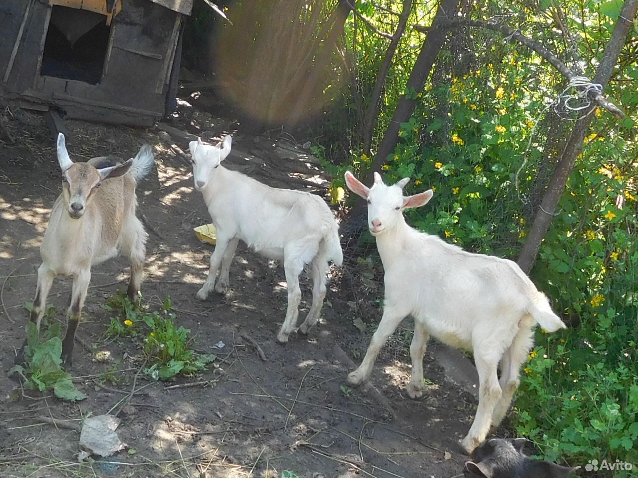 Козлята от породных коз купить на Зозу.ру - фотография № 1
