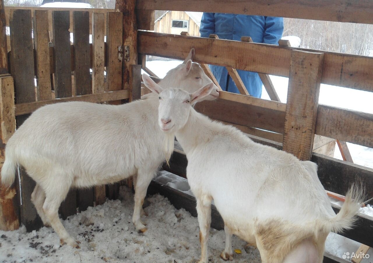 Породистые Зааненские козы купить на Зозу.ру - фотография № 4