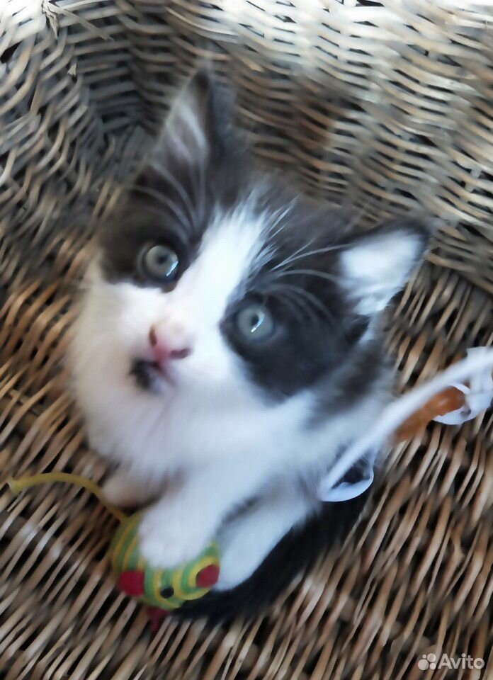 Котёнок 1.5 месяца кошечка купить на Зозу.ру - фотография № 4